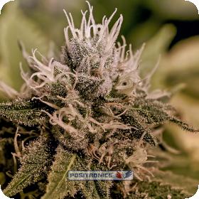 Jack Diesel Express Auto Feminised Seeds